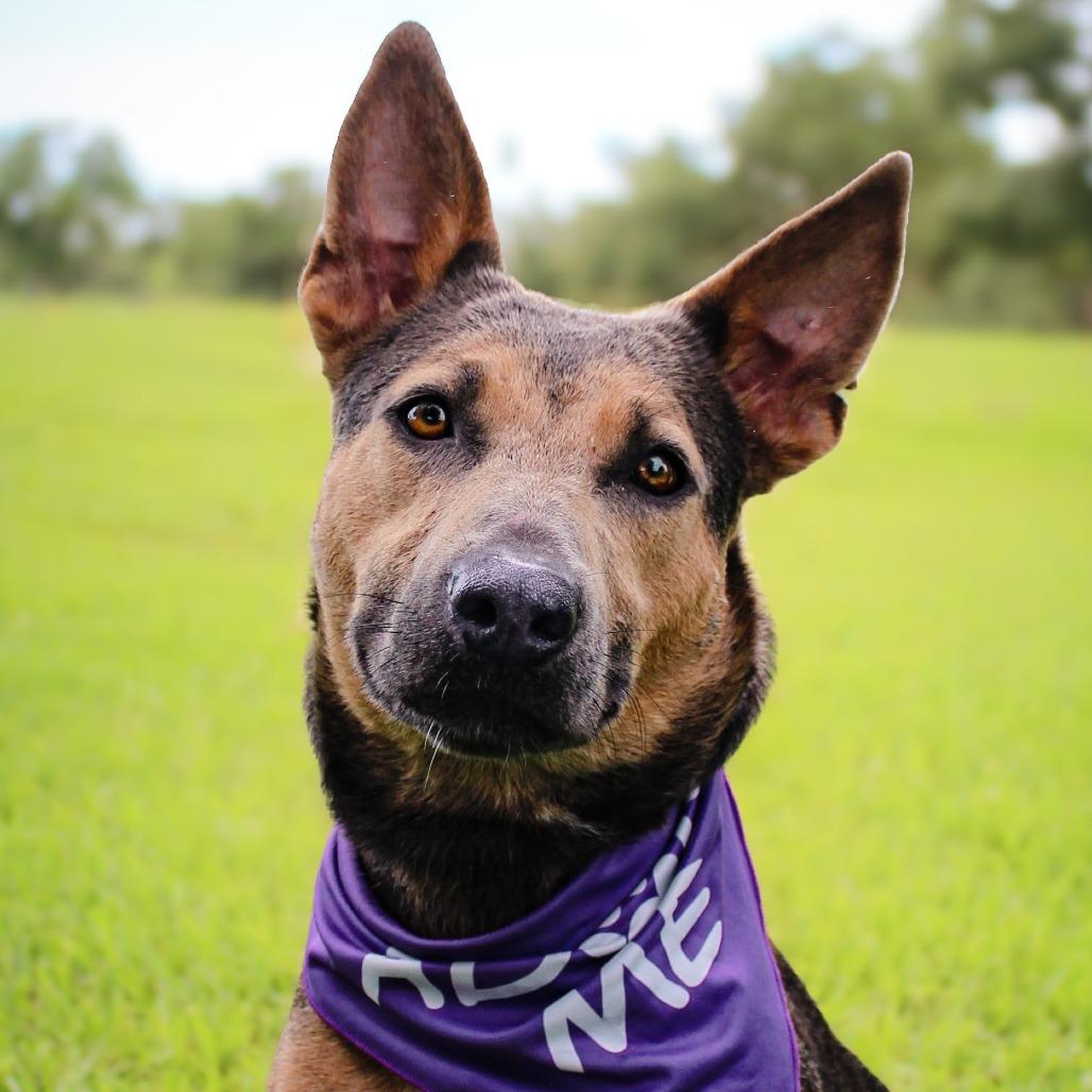 Paris, a Adoptable Mixed Breed in Lake Jackson, TX image 2/2