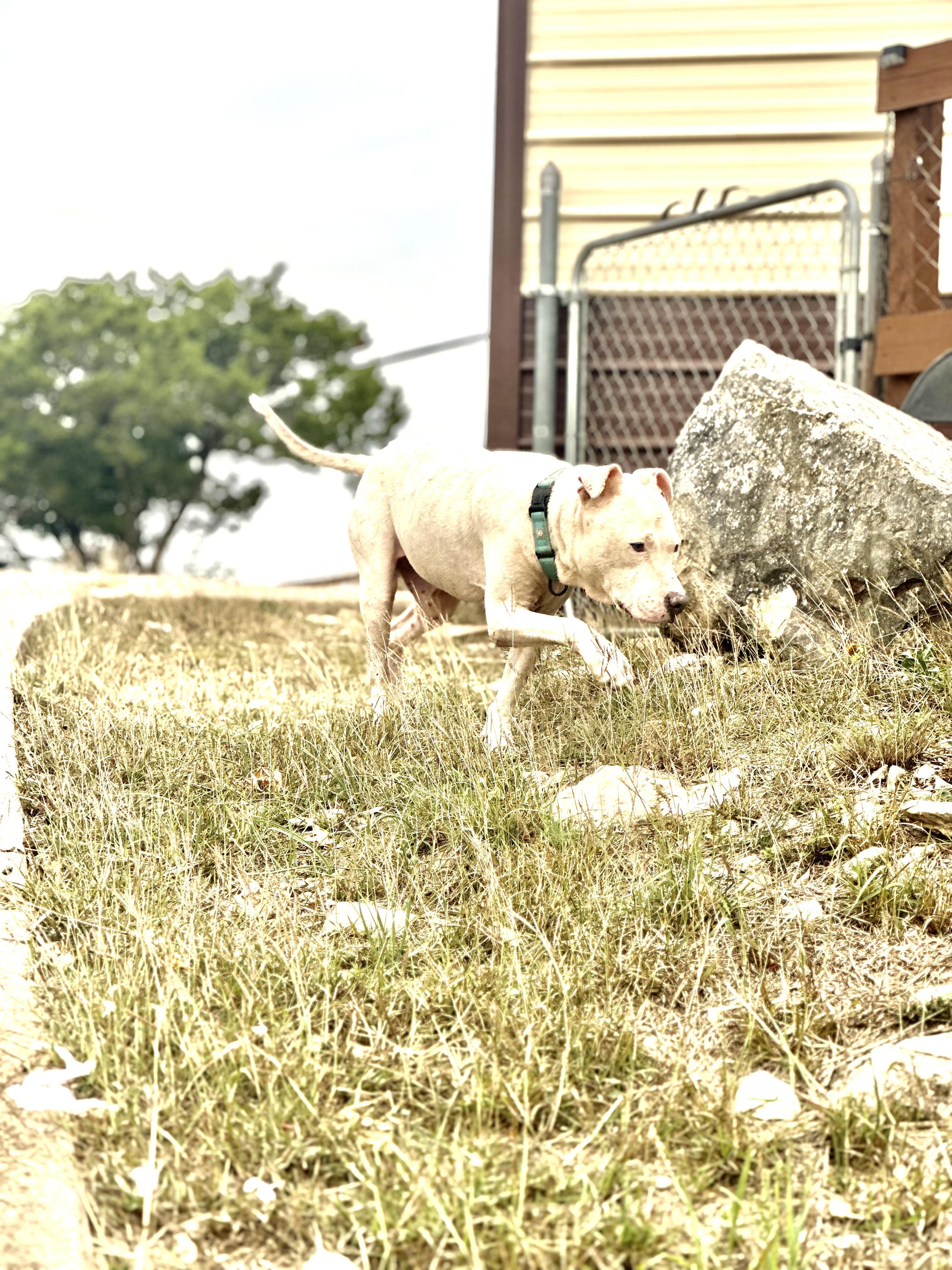 Blaze, Adoptable, Adult Male American Staffordshire Terrier.