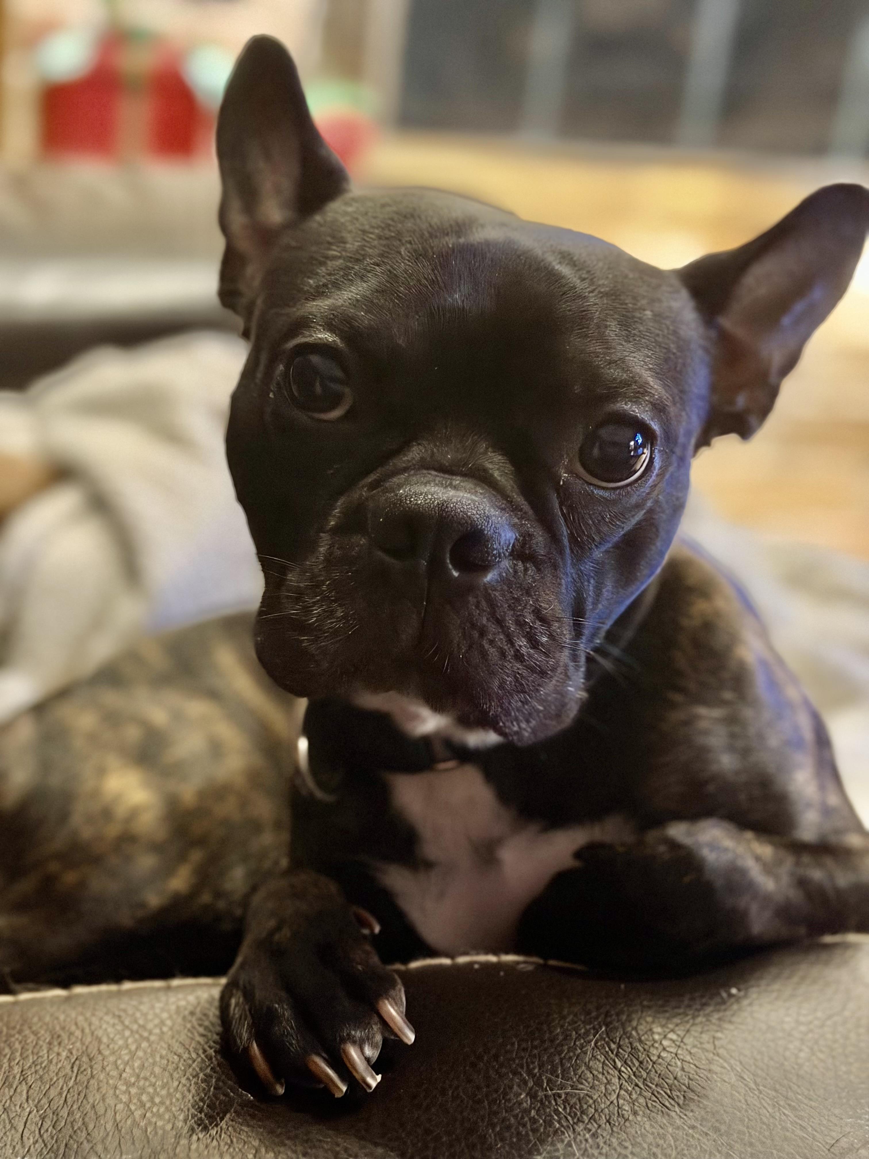 Enlarge Vinny, a Adopted mixed breed in Van Vleck, TX image 1/6