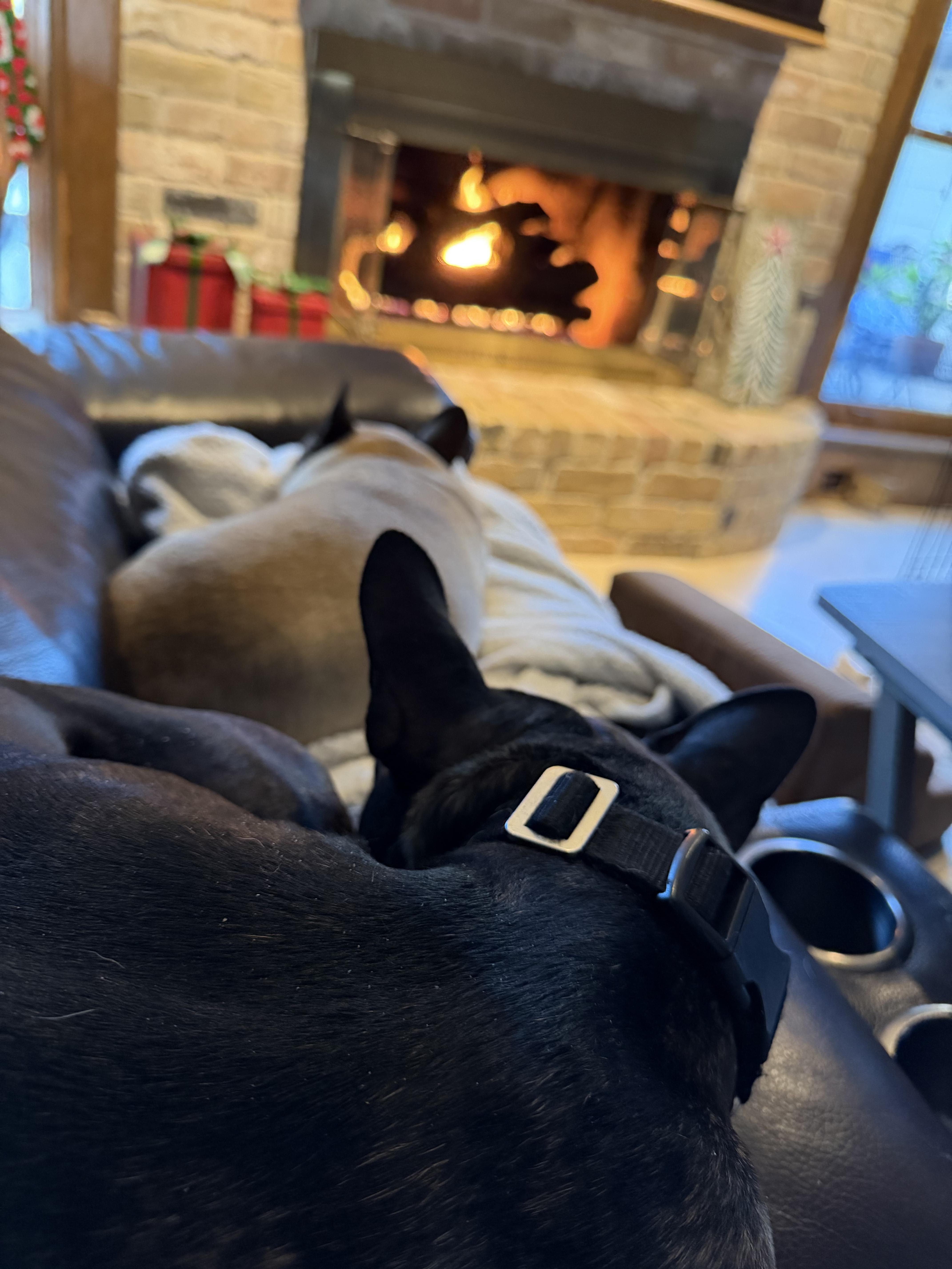 Enlarge Vinny, a Adopted mixed breed in Van Vleck, TX image 2/6