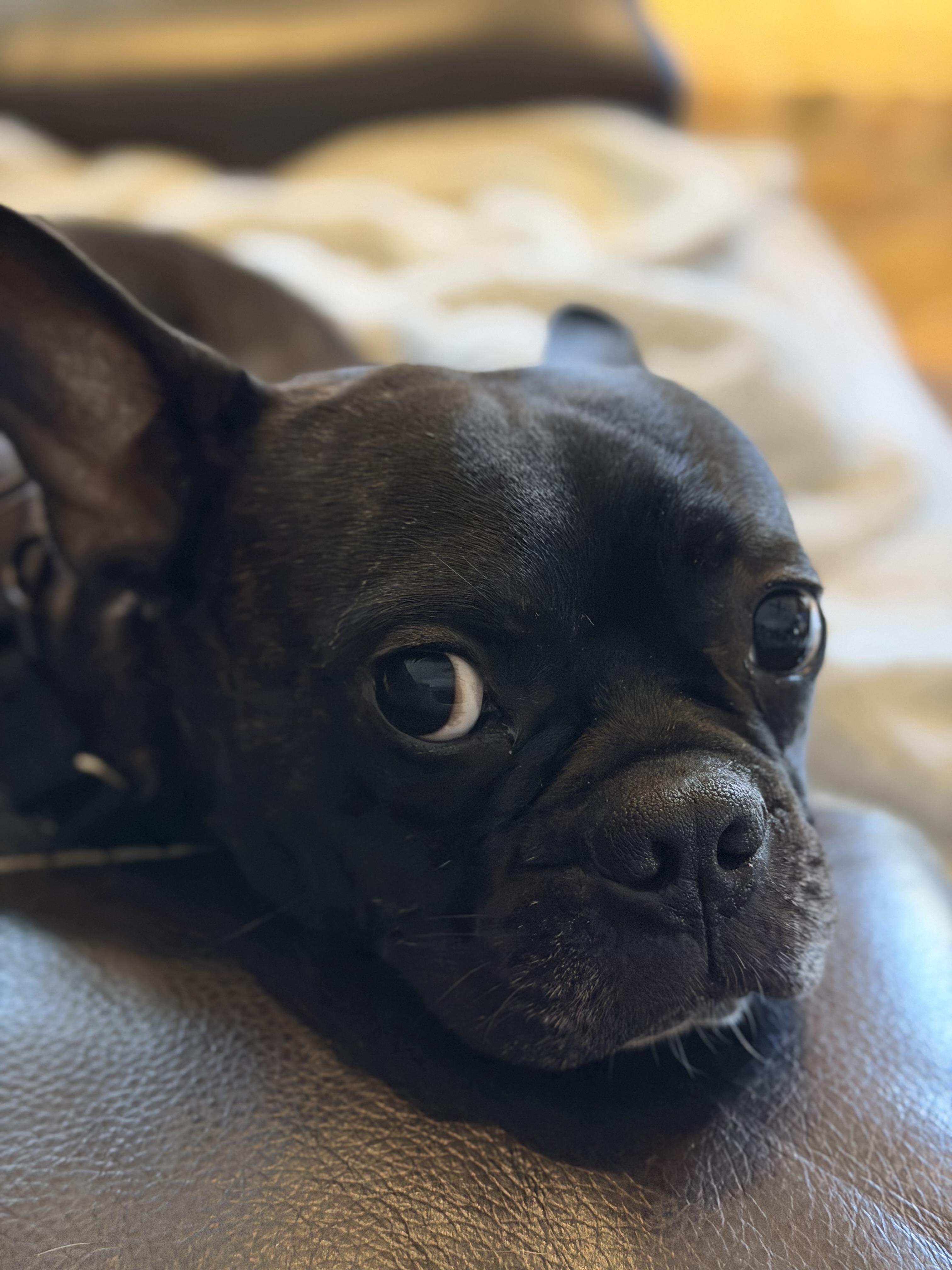 Enlarge Vinny, a Adopted mixed breed in Van Vleck, TX image 3/6