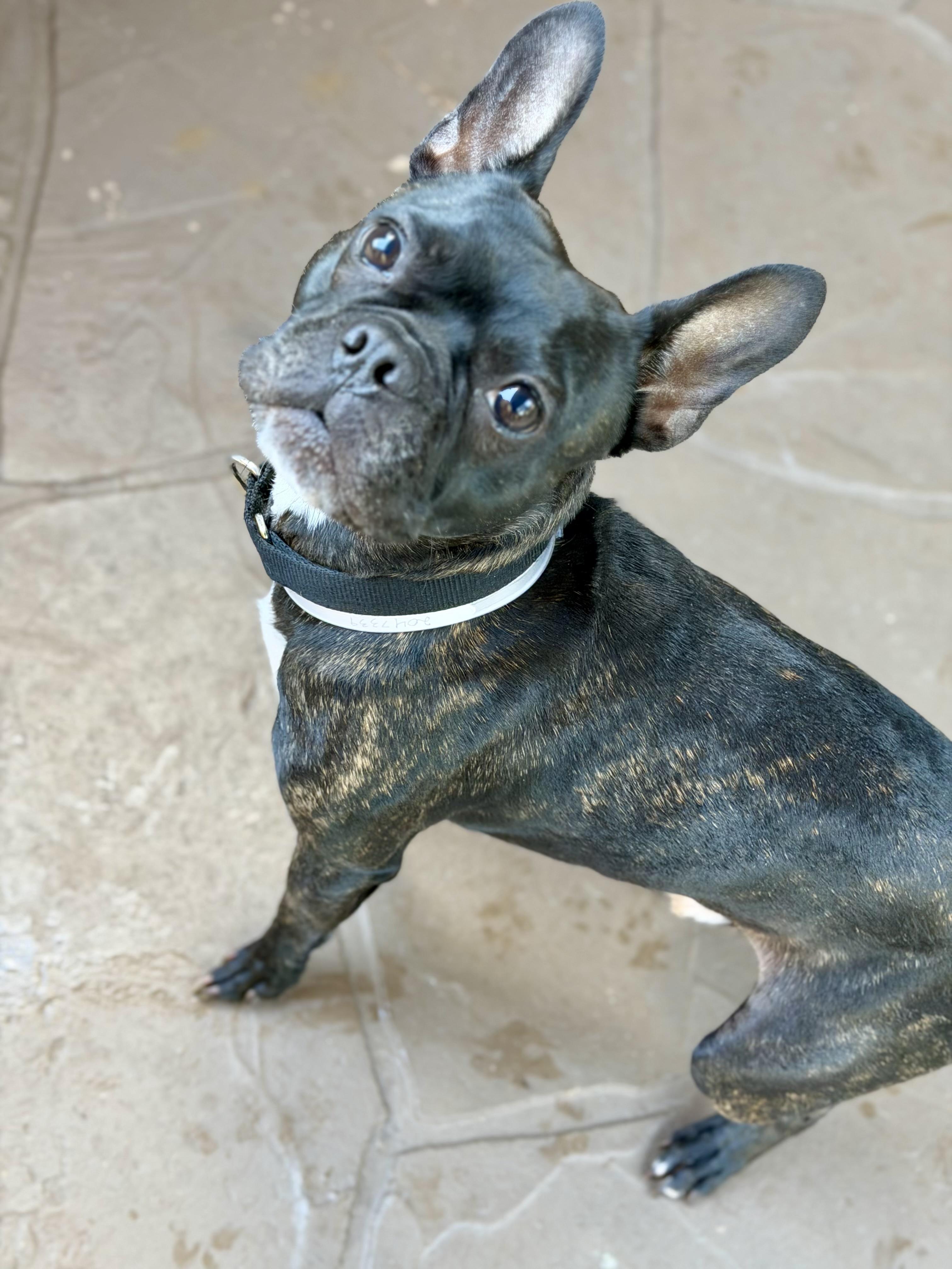 Enlarge Vinny, a Adopted mixed breed in Van Vleck, TX image 4/6