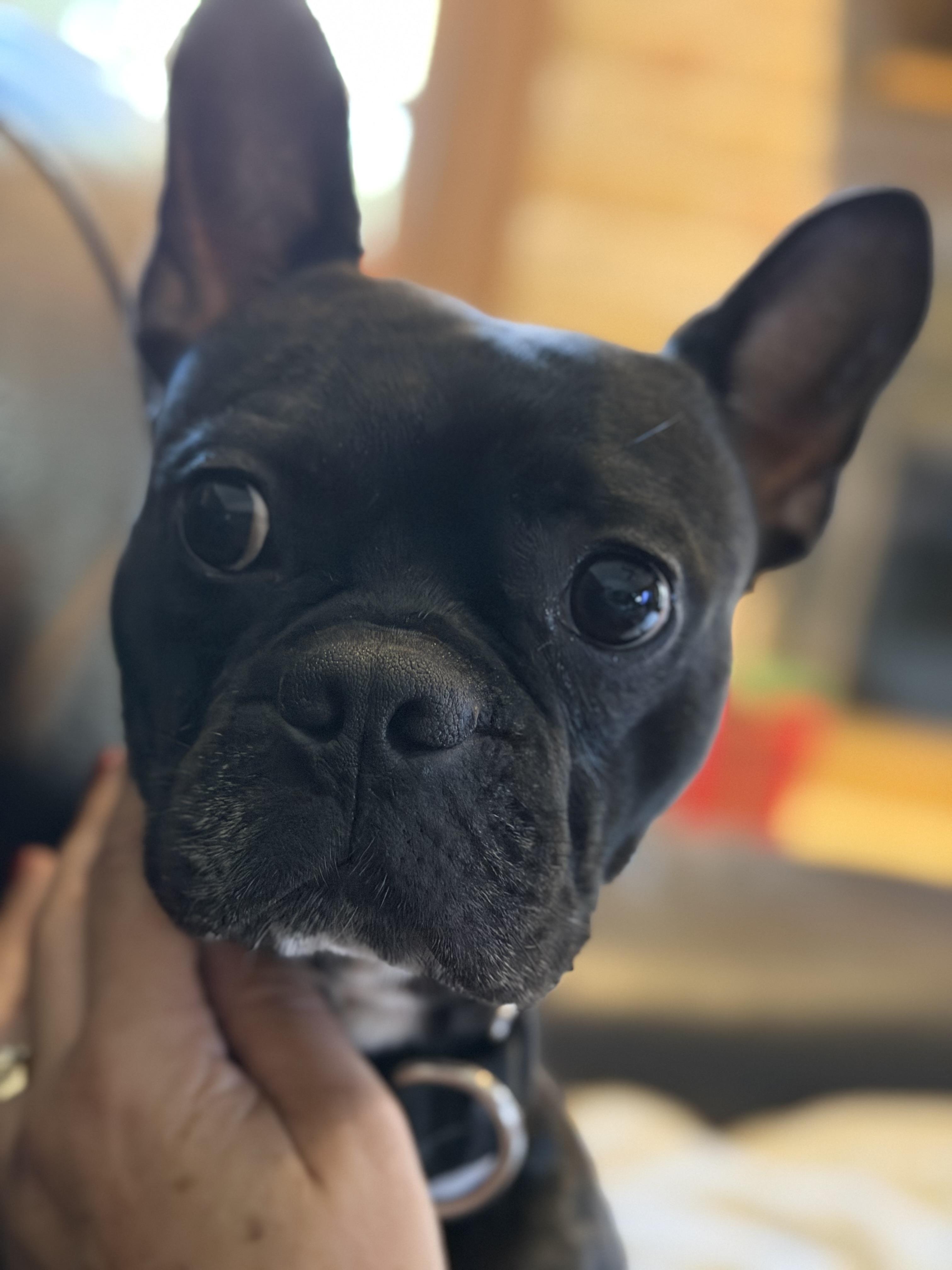 Enlarge Vinny, a Adopted mixed breed in Van Vleck, TX image 5/6