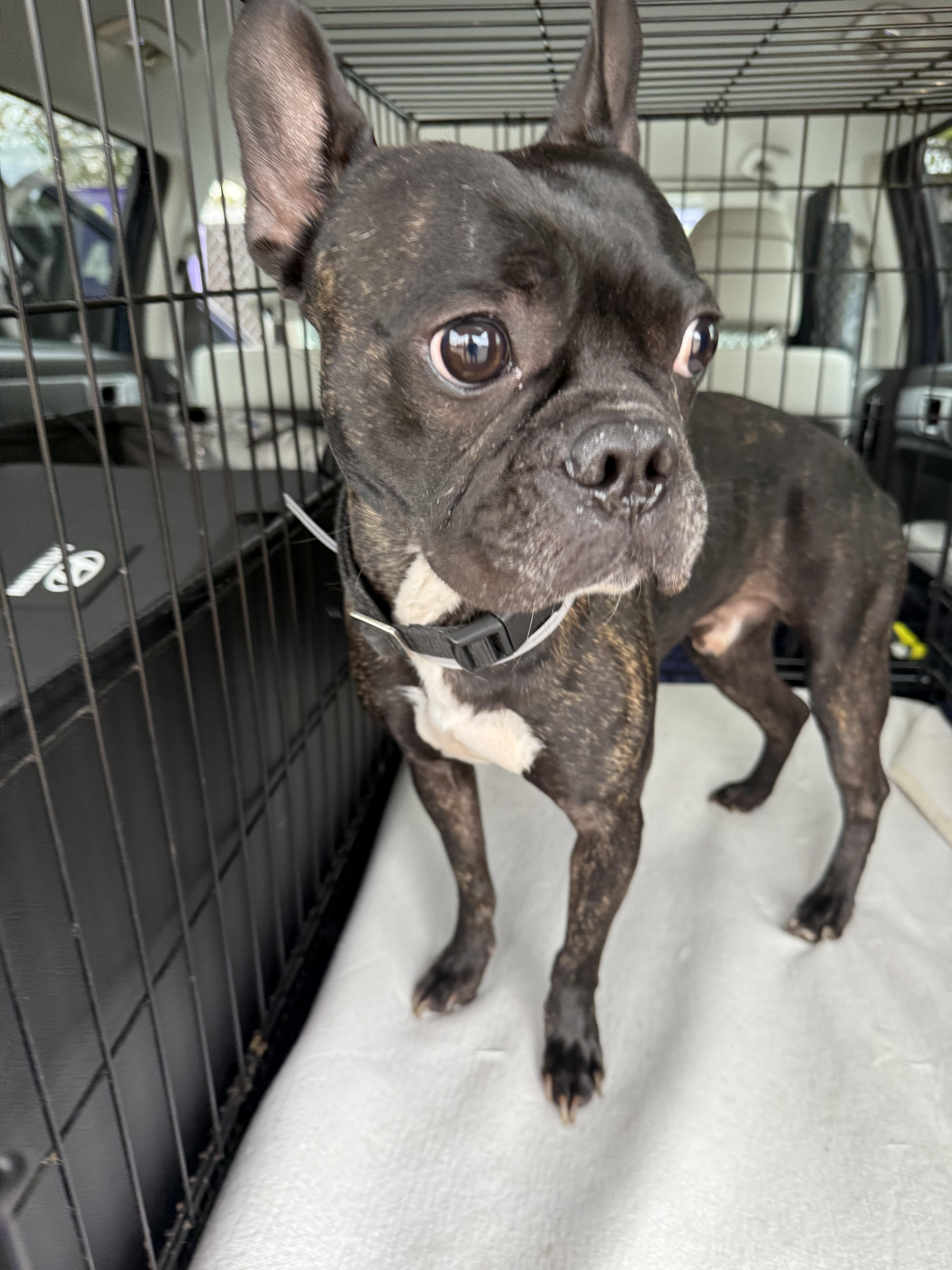 Enlarge Vinny, a Adopted mixed breed in Van Vleck, TX image 6/6