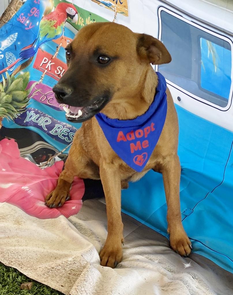 Enlarge Bradley, a Adoptable mixed breed in El Paso, TX image 1/6