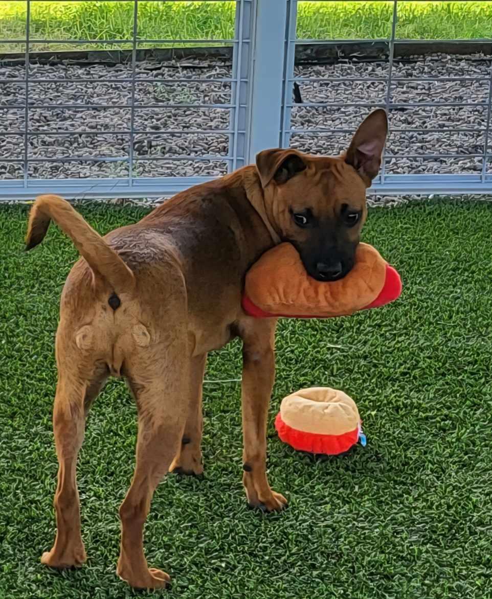 Enlarge Bradley, a Adoptable mixed breed in El Paso, TX image 4/6