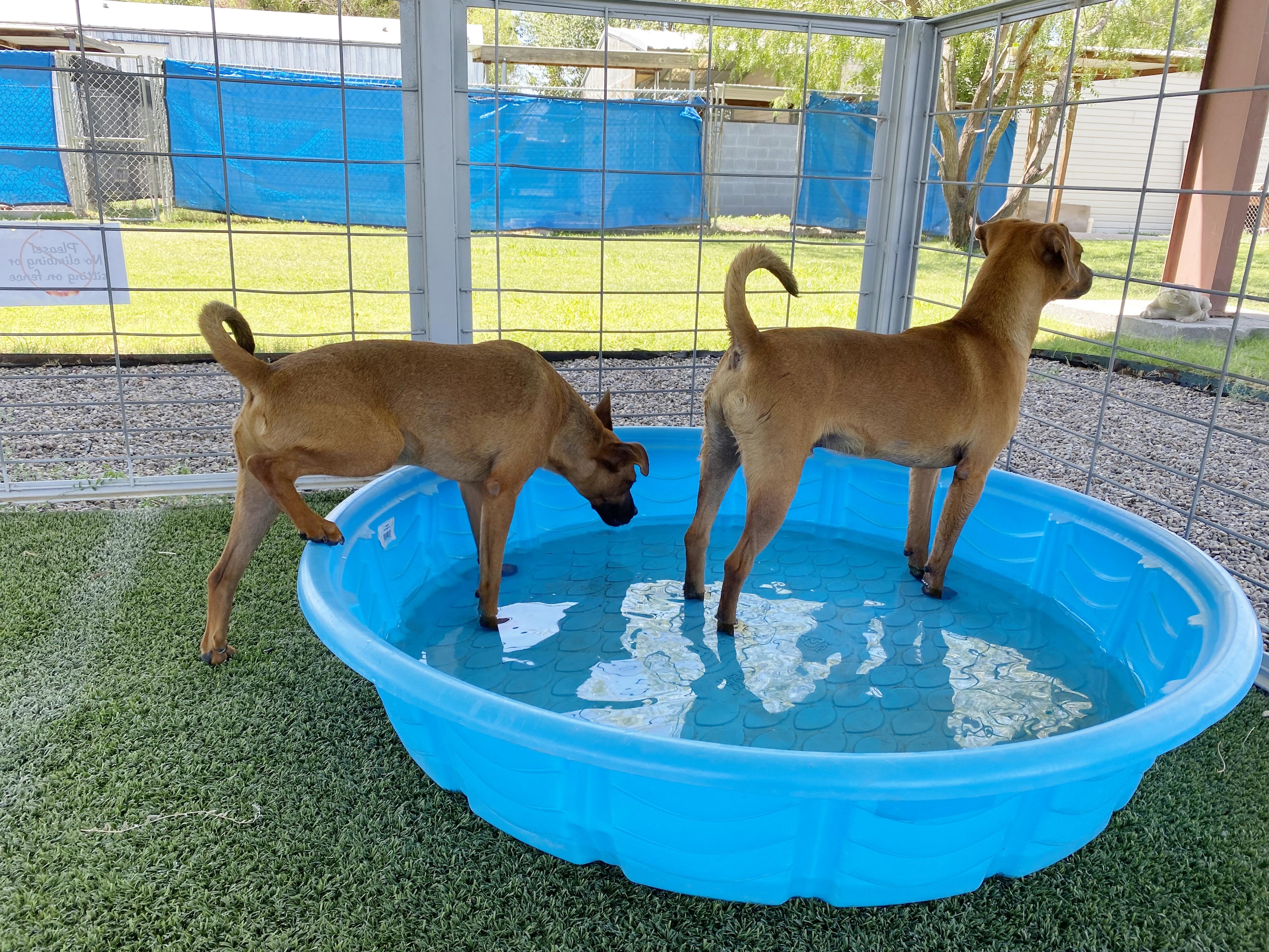 Enlarge Bradley, a Adoptable mixed breed in El Paso, TX image 3/6