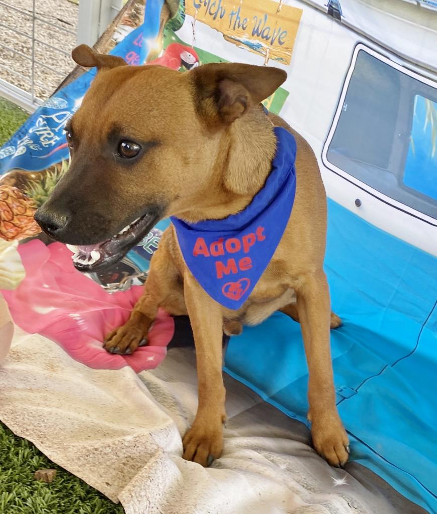 Enlarge Bradley, a Adoptable mixed breed in El Paso, TX image 5/6