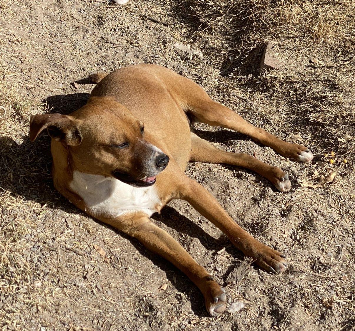 Enlarge Bradley, a Adoptable mixed breed in El Paso, TX image 6/6