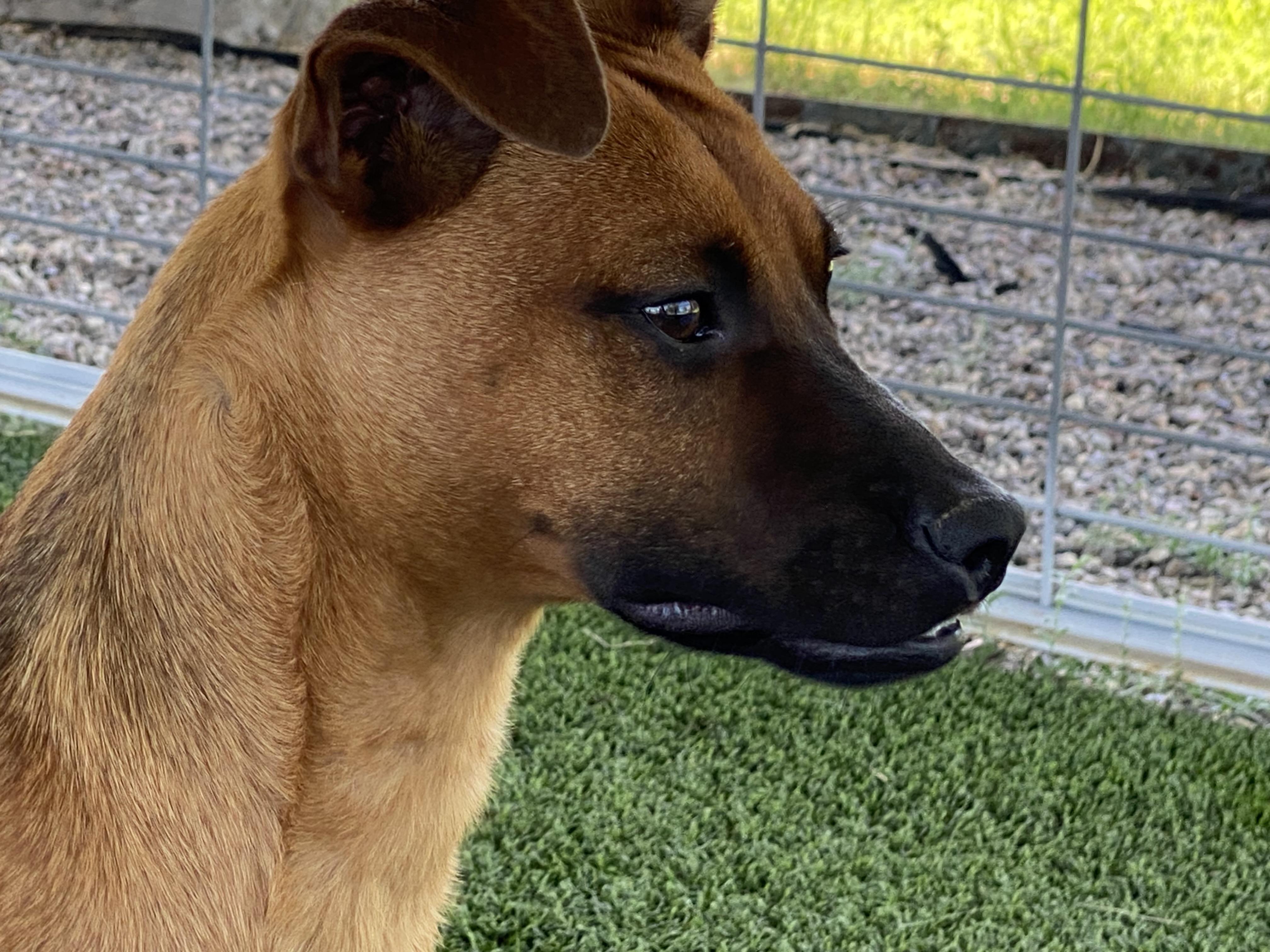 Enlarge Bradley, a Adoptable mixed breed in El Paso, TX image 2/6