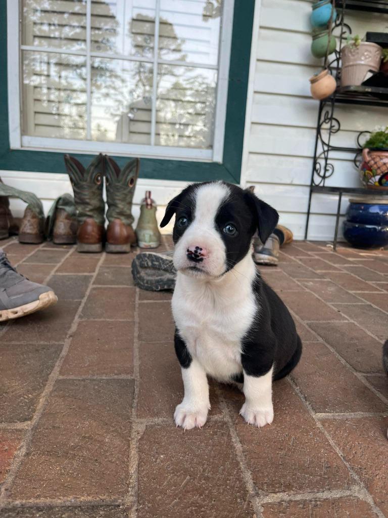 Eloise, Adoptable, Puppy Female Mixed Breed.