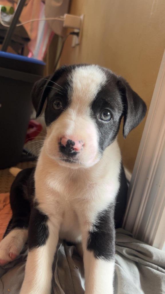 Enlarge Eloise, a Adoptable mixed breed in Fond Du Lac, WI image 2/5