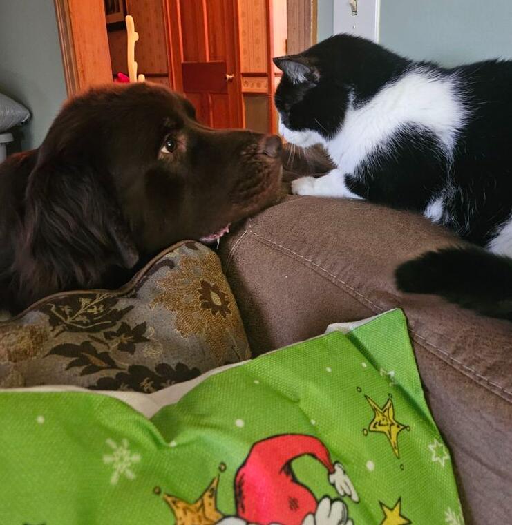 Duffy, Adoptable, Young Male Newfoundland Dog.