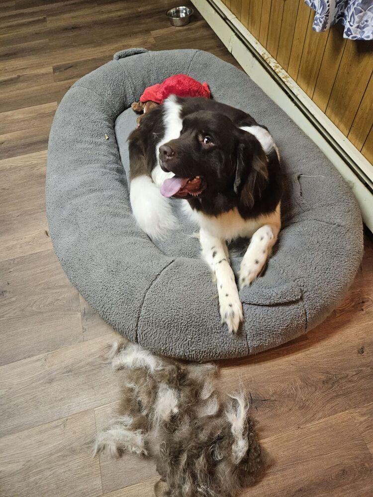 Enlarge Duffy, a Adoptable Newfoundland Dog in Gales Ferry, CT image 4/4
