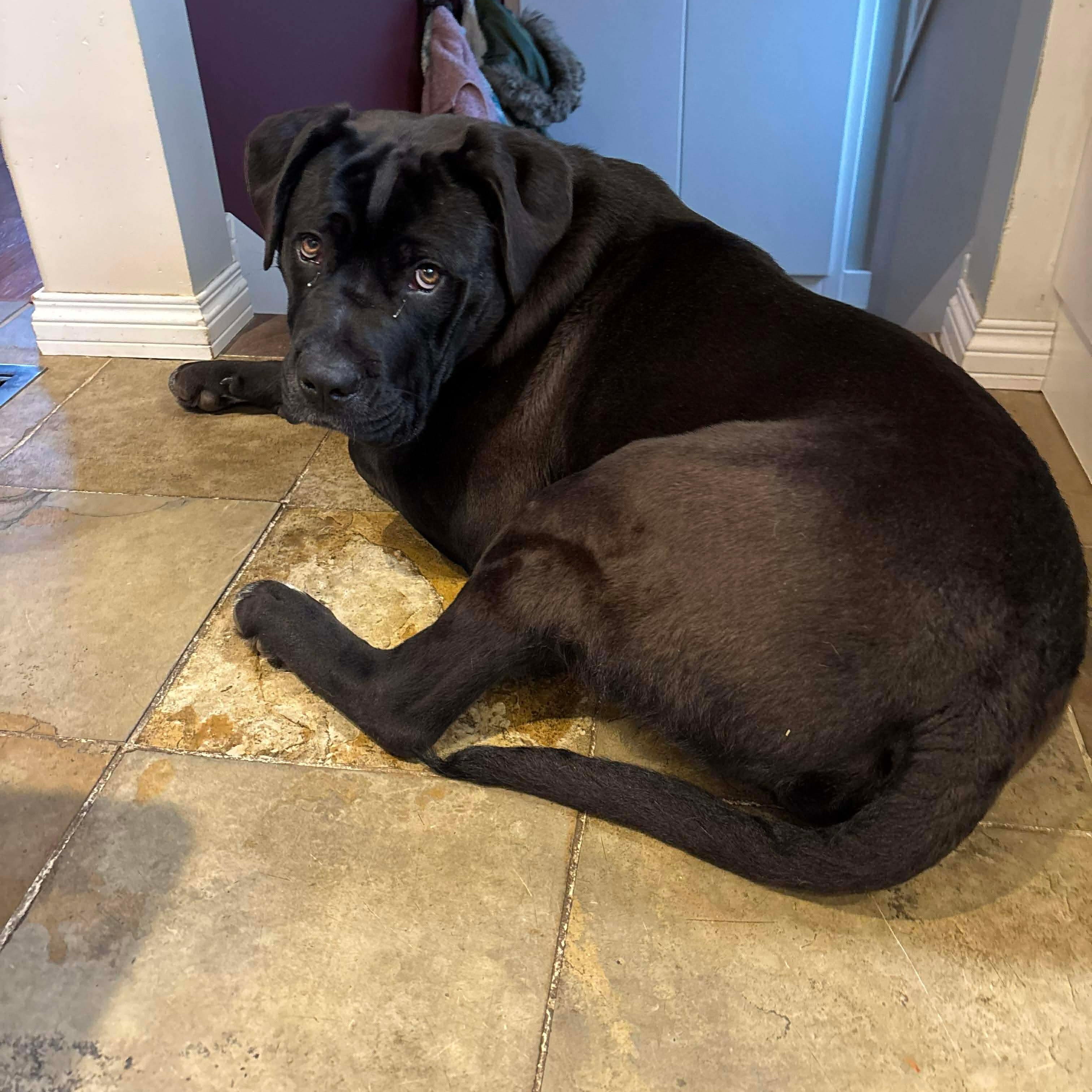 Enlarge Rex, an adoptable mixed breed in Edmonton, AB image 6/6