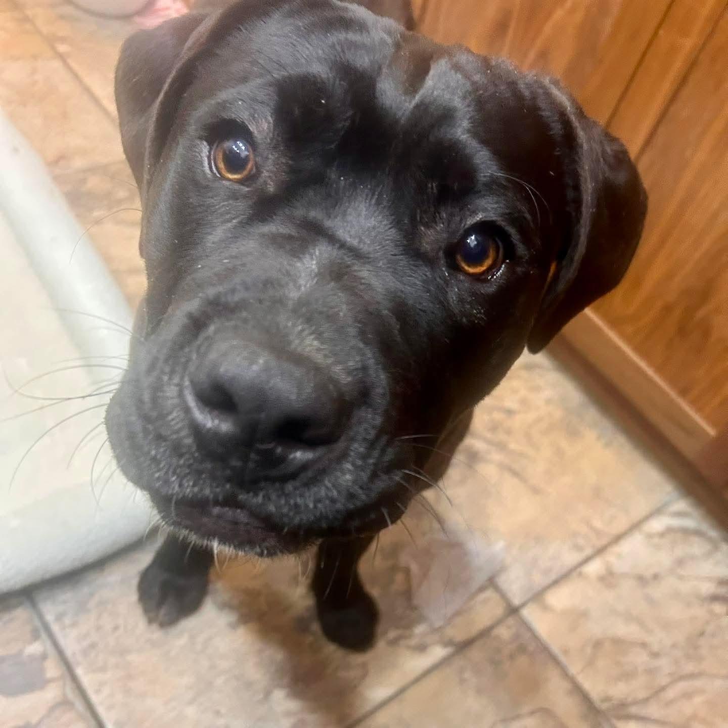 Enlarge Rex, an adoptable mixed breed in Edmonton, AB image 4/6