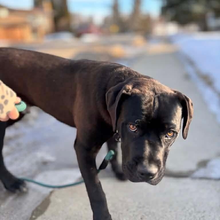 Enlarge Rex, an adoptable mixed breed in Edmonton, AB image 3/6