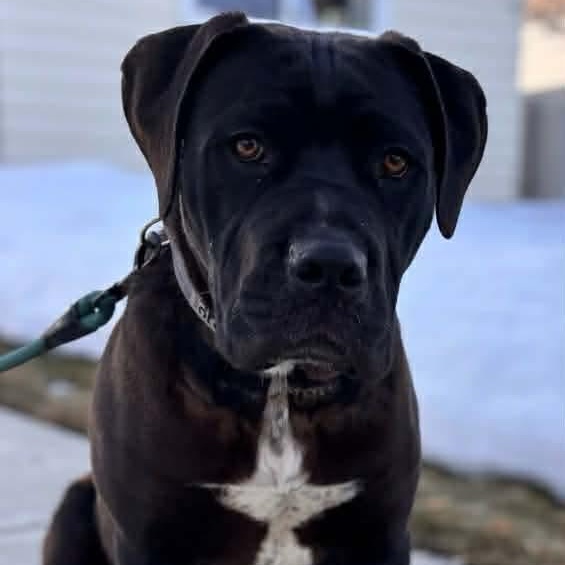 Enlarge Rex, an adoptable mixed breed in Edmonton, AB image 1/6