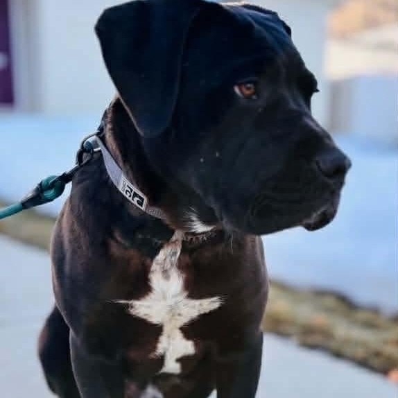 Enlarge Rex, an adoptable mixed breed in Edmonton, AB image 5/6