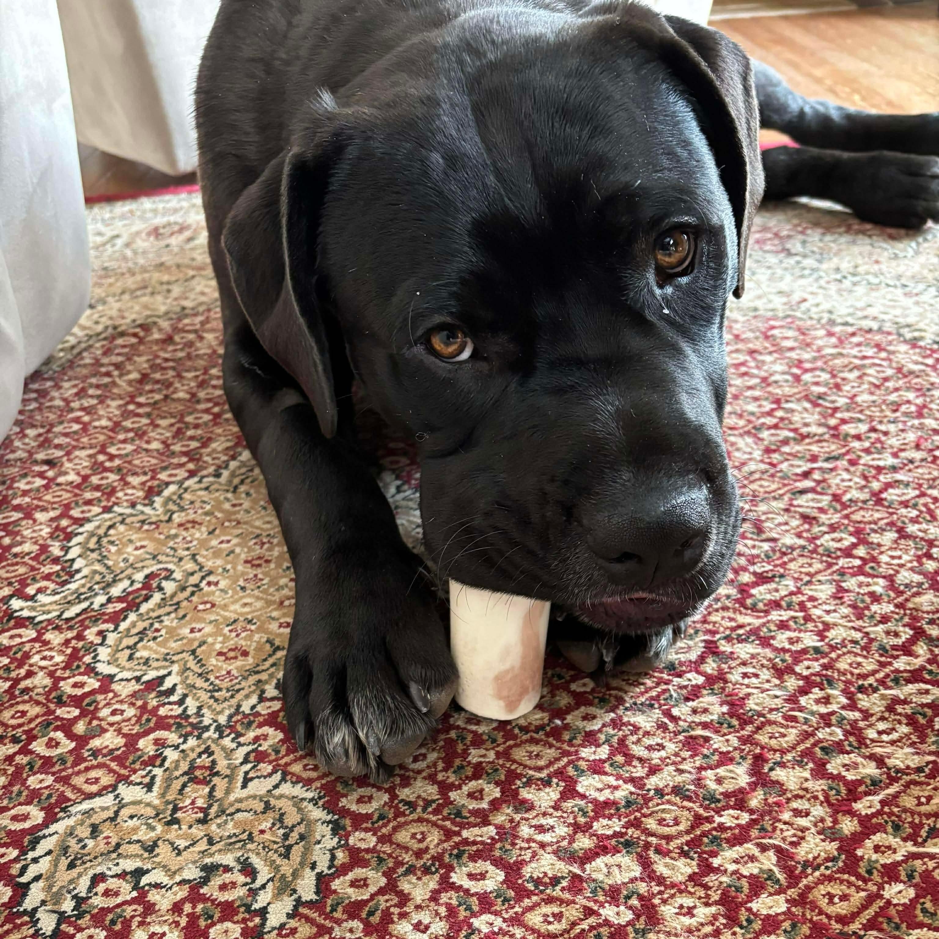 Enlarge Rex, an adoptable mixed breed in Edmonton, AB image 2/6