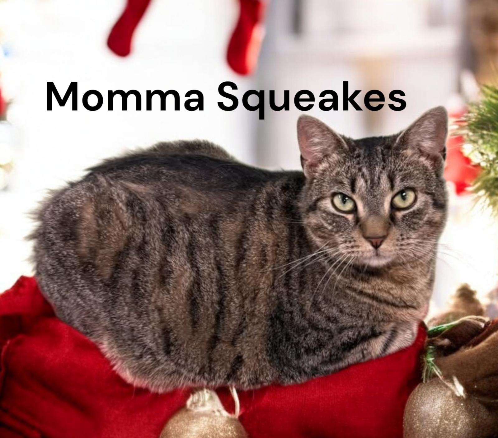 Mama Squeakes, Adoptable, Adult Female Tabby.