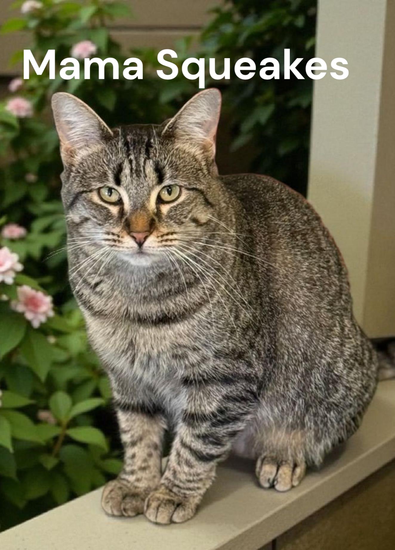 Enlarge Mama Squeakes, a Adoptable Tabby in Chesapeake, VA image 3/3