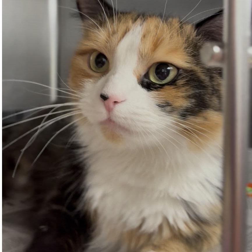 Enlarge Misty Rose , a Adoptable mixed breed in North Kingstown, RI image 6/6