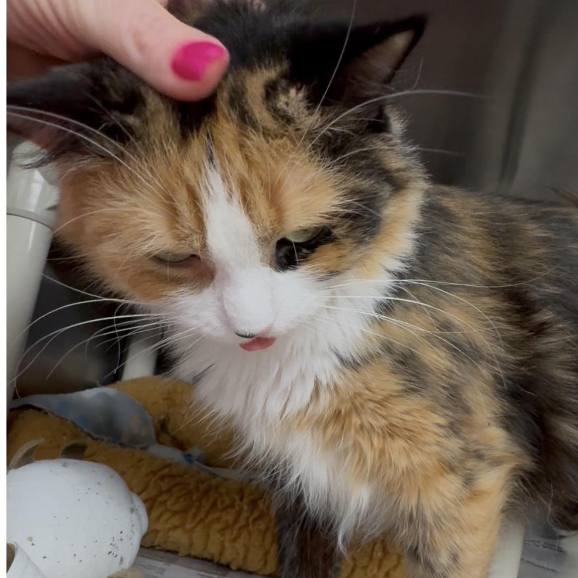 Enlarge Misty Rose , a Adoptable mixed breed in North Kingstown, RI image 4/6