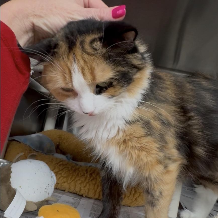 Enlarge Misty Rose , a Adoptable mixed breed in North Kingstown, RI image 3/6