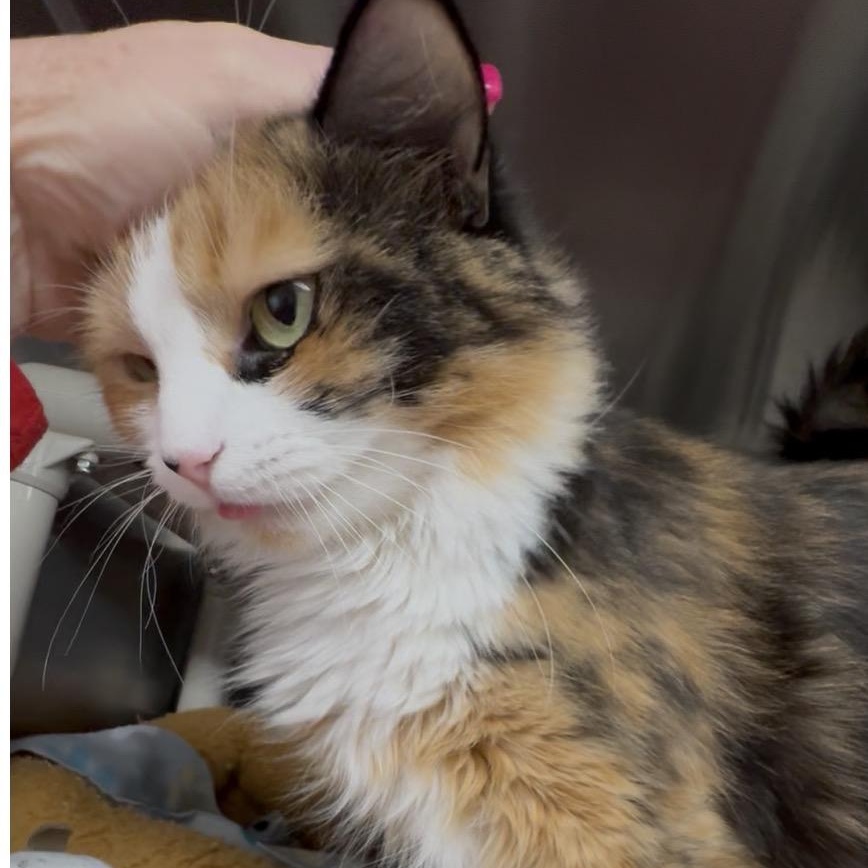Misty Rose , Adoptable, Young Female Calico & Maine Coon.