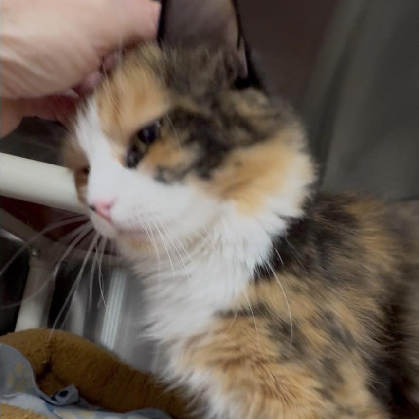 Misty Rose thumbnail 5