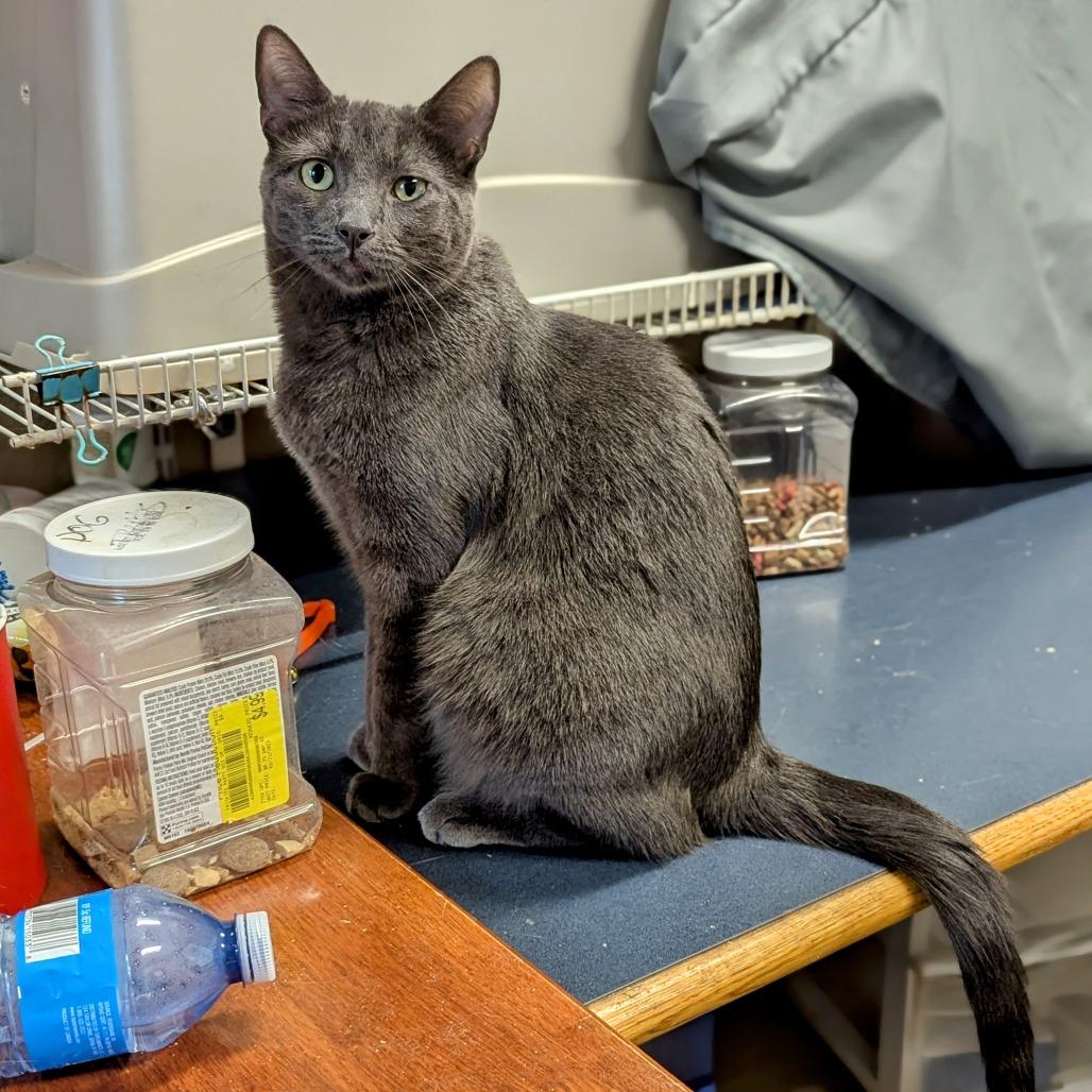 Enlarge Natalie, a Adoptable Domestic Short Hair in Buffalo, NY image 1/2