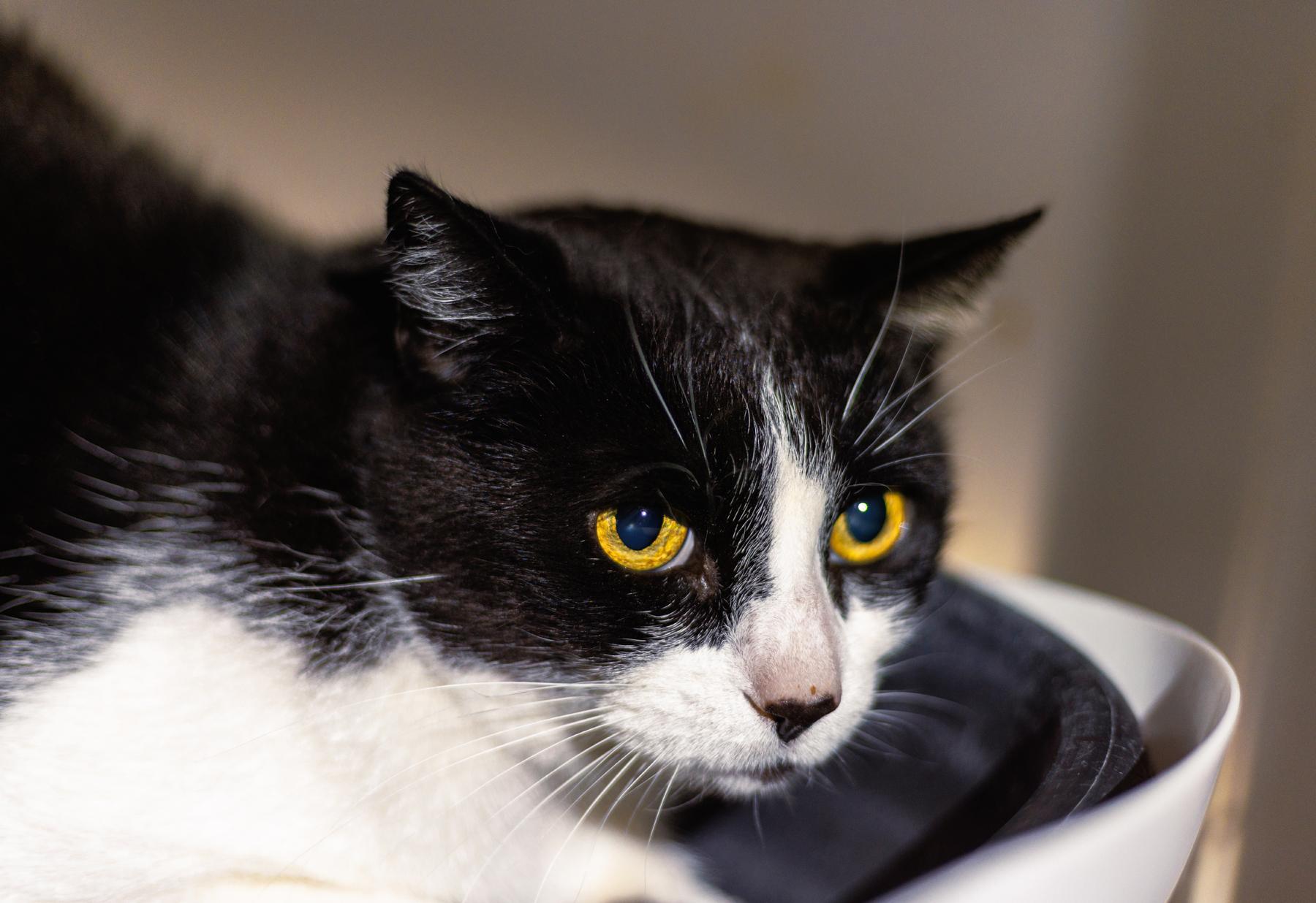 Moo Moo, Adoptable, Adult Female Domestic Short Hair.