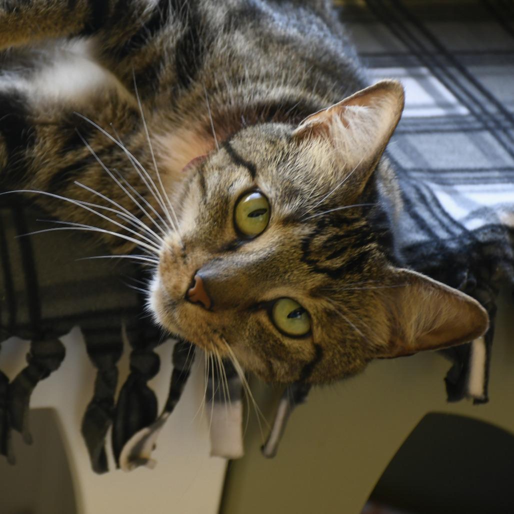 Enlarge Leo, a Adoptable Domestic Short Hair in West Palm Beach, FL image 1/6