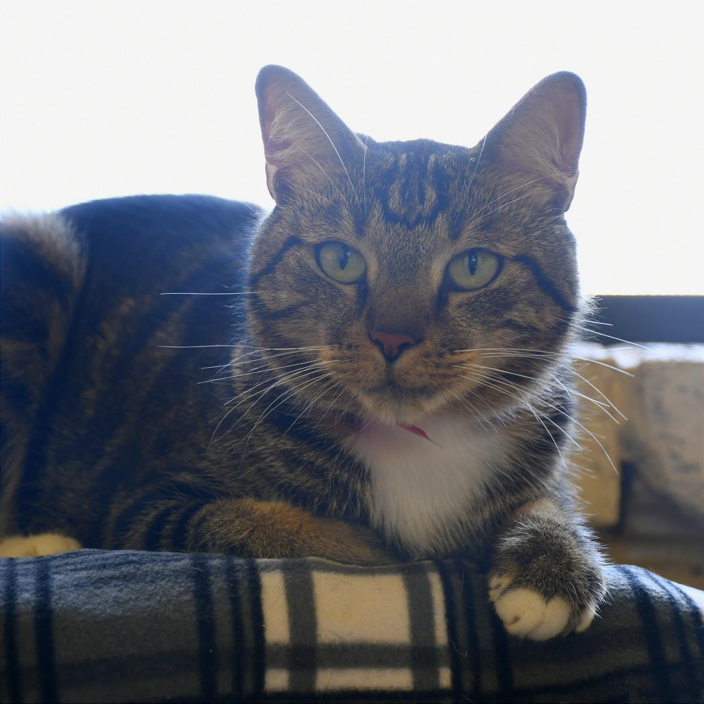 Enlarge Leo, a Adoptable Domestic Short Hair in West Palm Beach, FL image 2/6