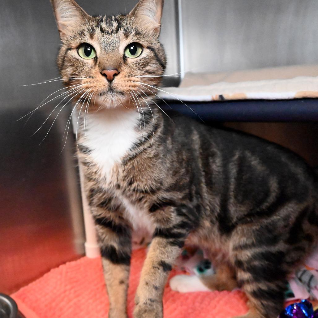 Enlarge Leo, a Adoptable Domestic Short Hair in West Palm Beach, FL image 3/6