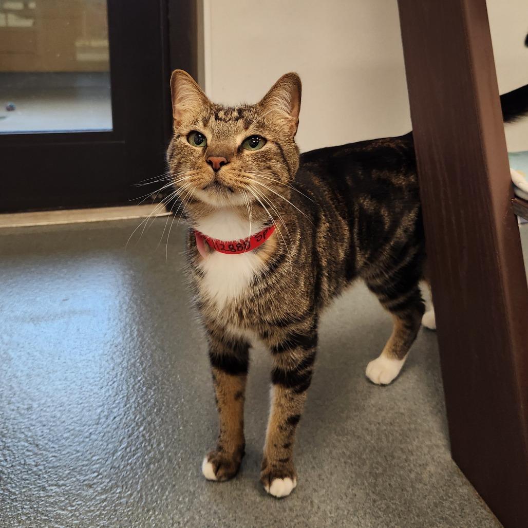 Enlarge Leo, a Adoptable Domestic Short Hair in West Palm Beach, FL image 4/6