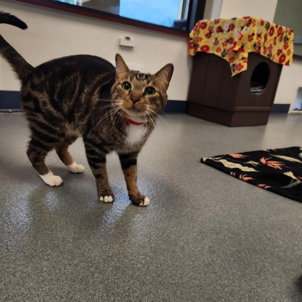 Enlarge Leo, a Adoptable Domestic Short Hair in West Palm Beach, FL image 5/6