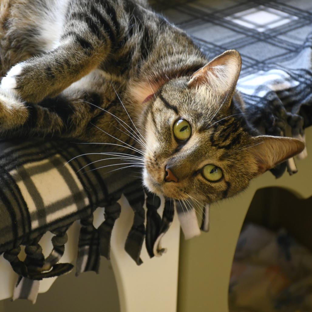 Enlarge Leo, a Adoptable Domestic Short Hair in West Palm Beach, FL image 6/6