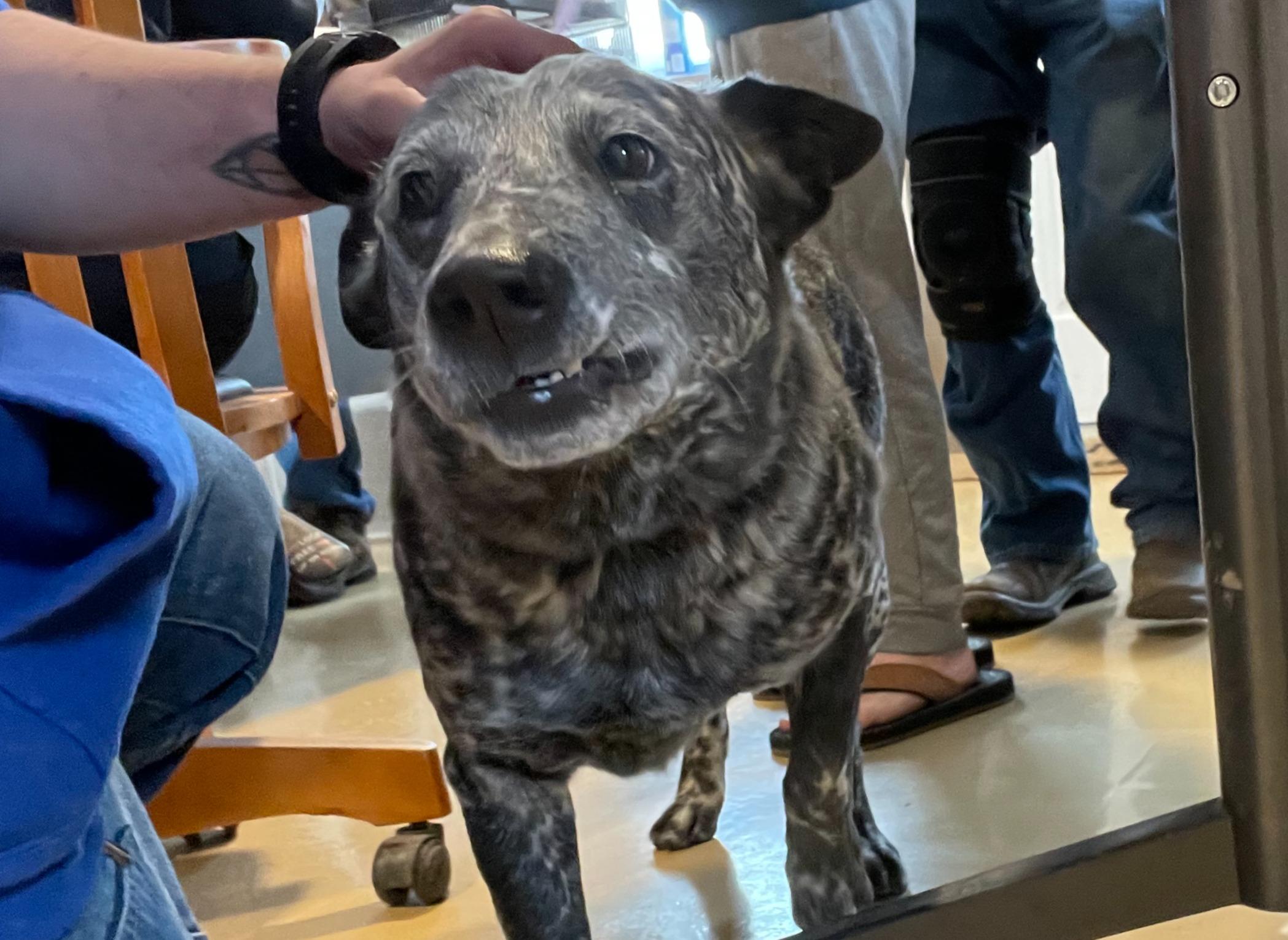 Enlarge Stoney, a ADOPTABLE Australian Cattle Dog / Blue Heeler in Portales, NM image 1/1