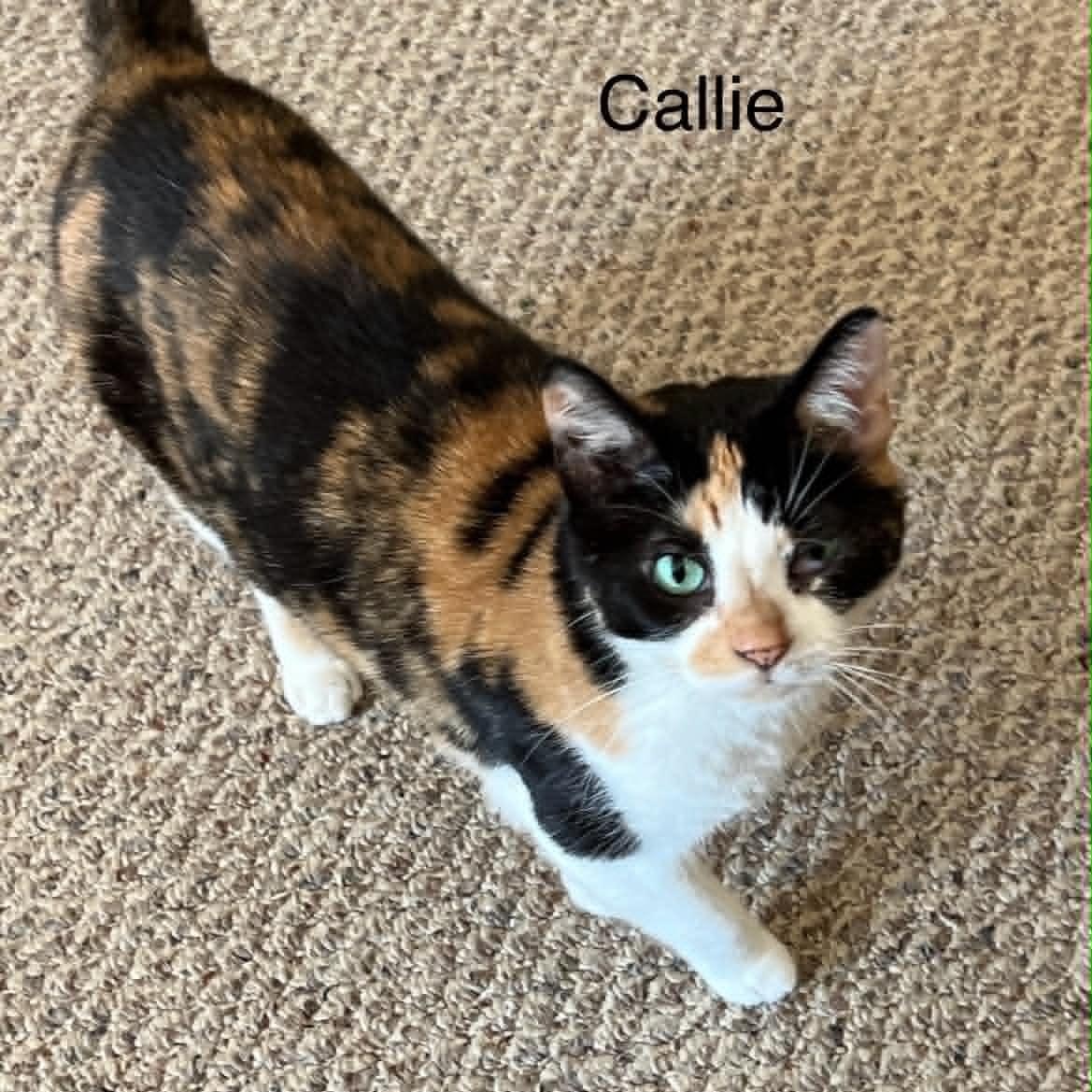 Callie at Livonia PetSmart, a Adoptable Calico in Livonia, MI image 1/2