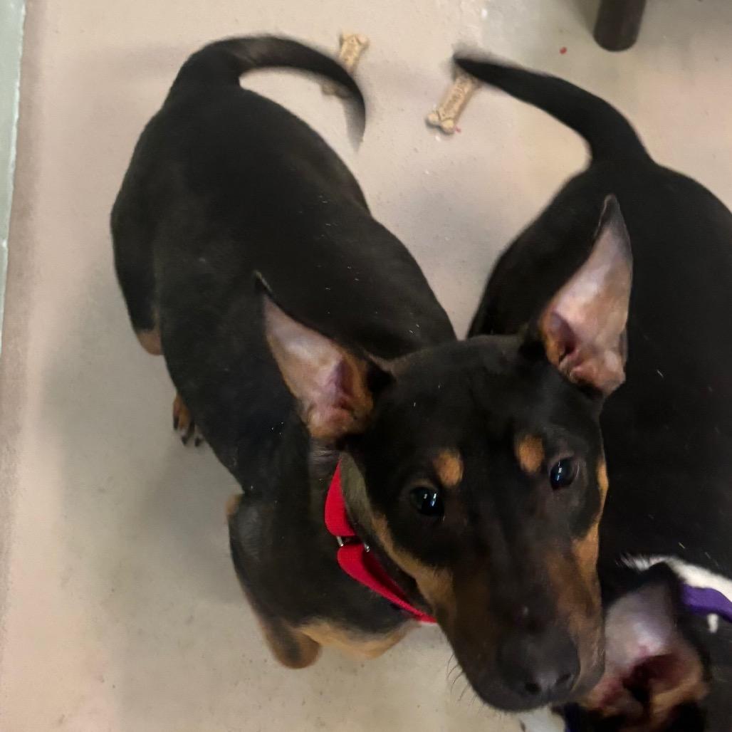 26-018 Egypt, Adoptable, Young Female Pit Bull Terrier & Bull Terrier.