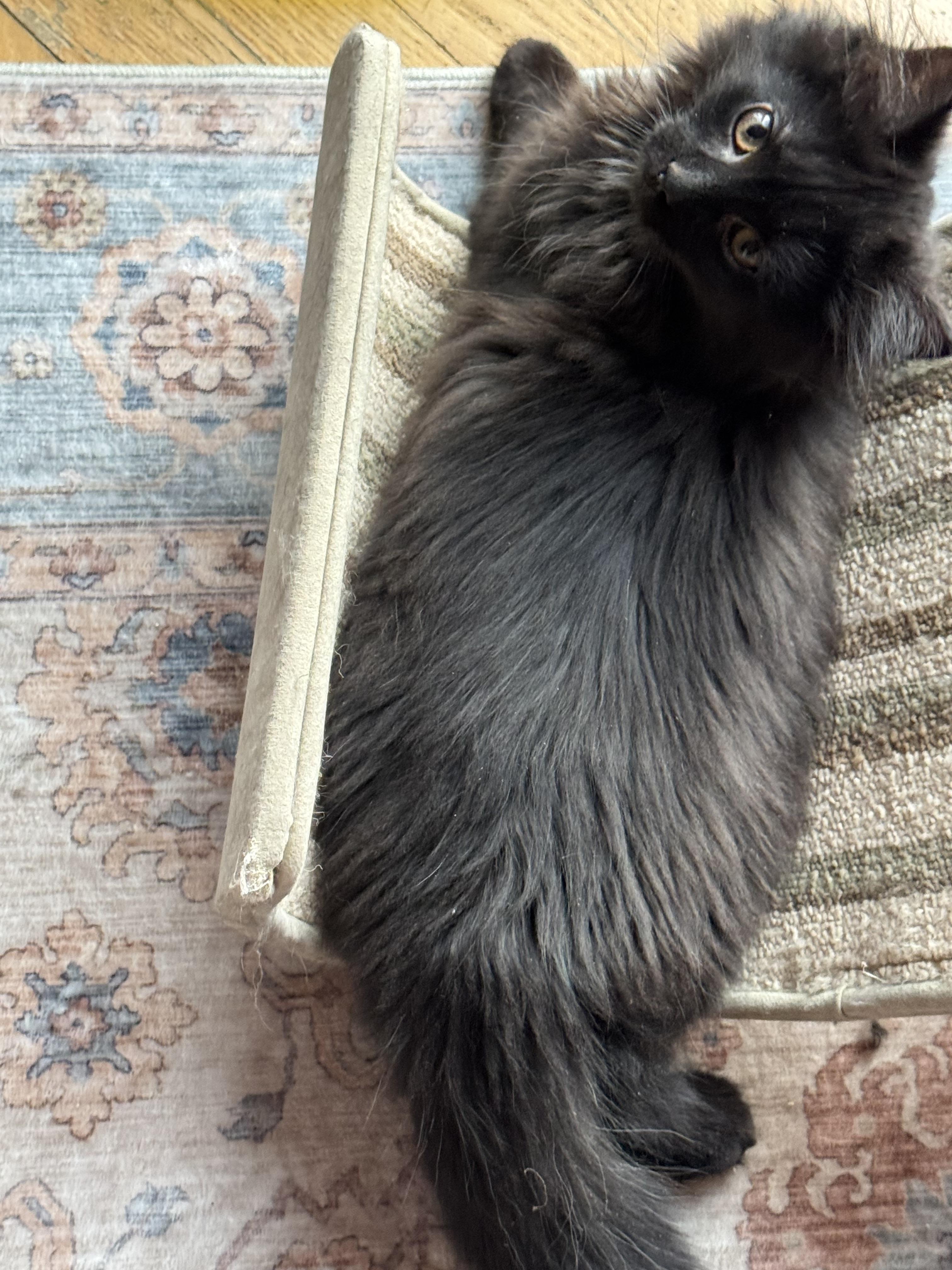 Hershey, adopted, Young Male Bombay & Domestic Medium Hair.