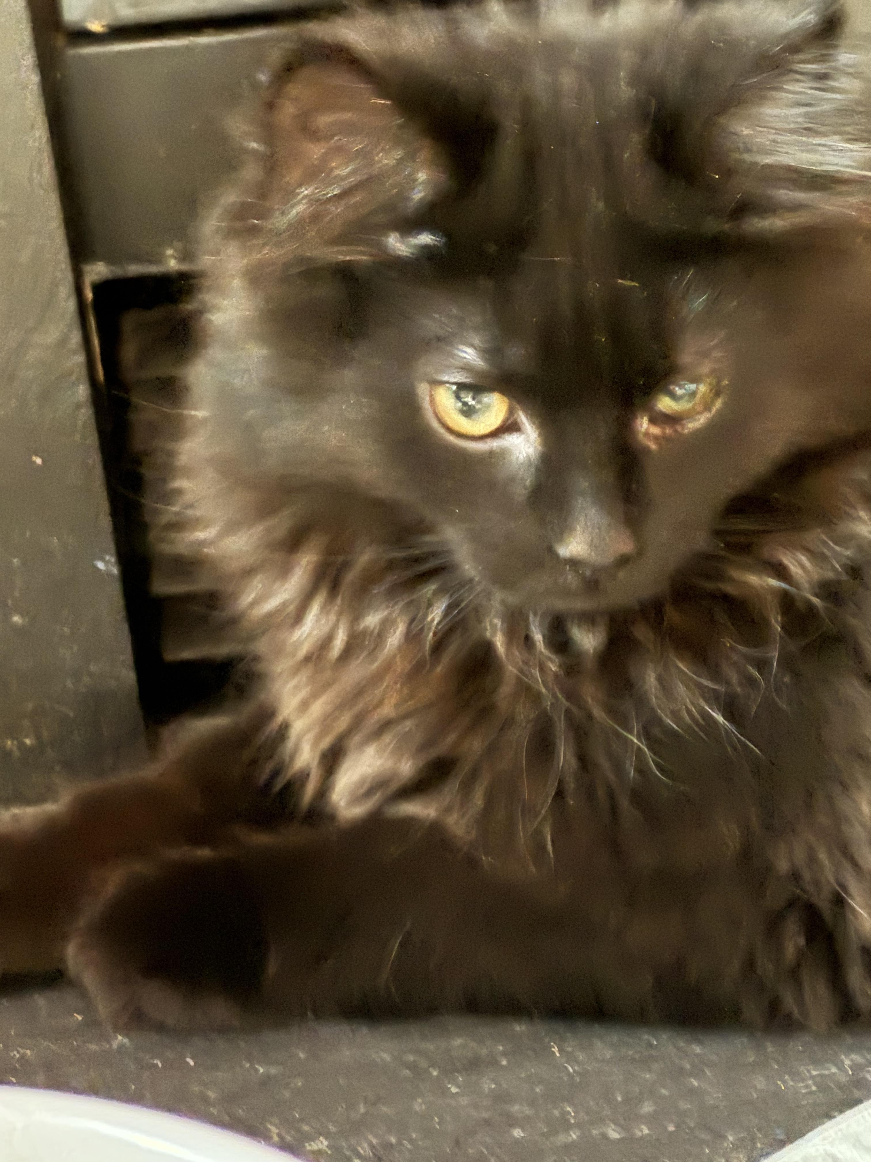 Hershey, an adopted mixed breed in Westminster, MD image 2/2