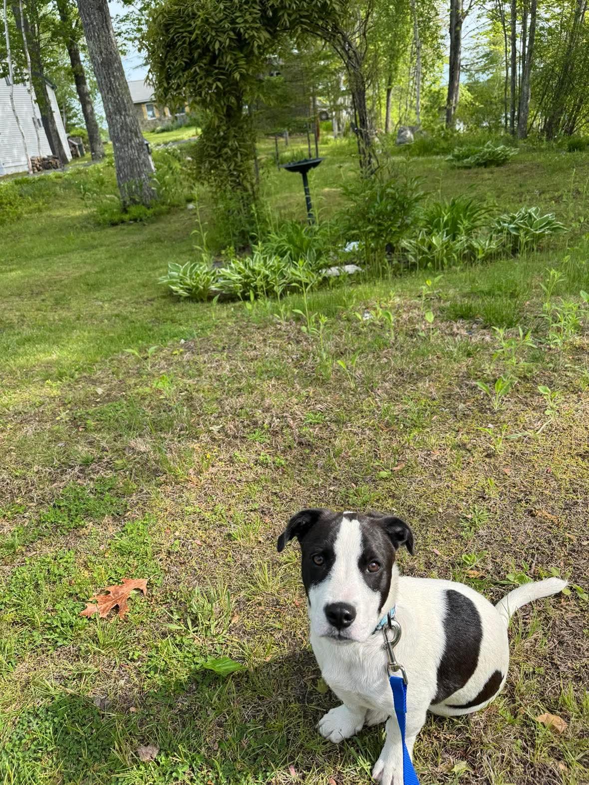 Pony (Benedict), a Adopted mixed breed in Augusta, ME image 4/6