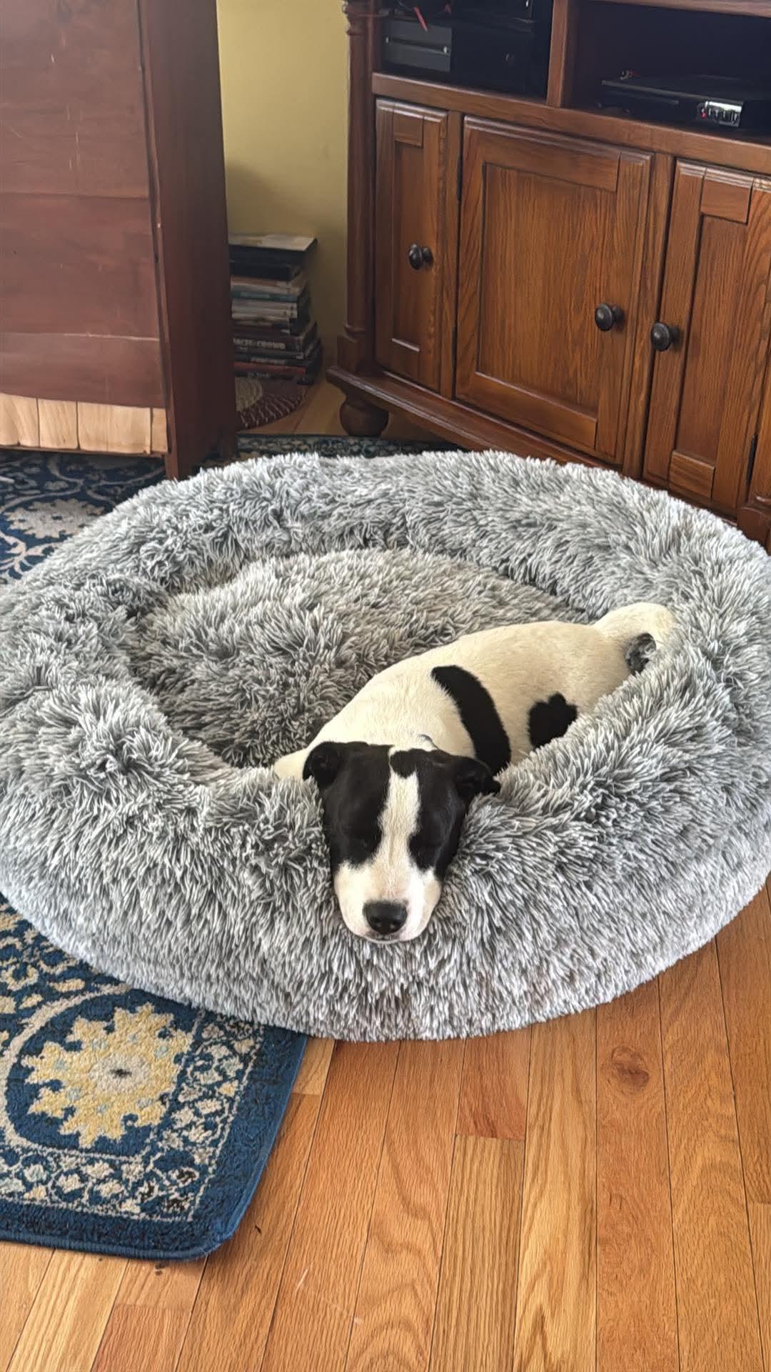 Pony (Benedict), a Adopted mixed breed in Augusta, ME image 6/6