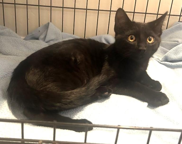 Enlarge Panther: A Little Black Shadow With Golden Eyes, an adopted Domestic Short Hair in Prescott, AZ image 1/2