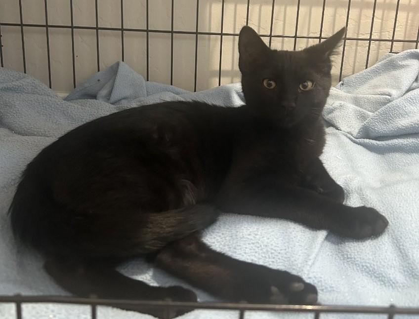 Enlarge Panther: A Little Black Shadow With Golden Eyes, an adopted Domestic Short Hair in Prescott, AZ image 2/2