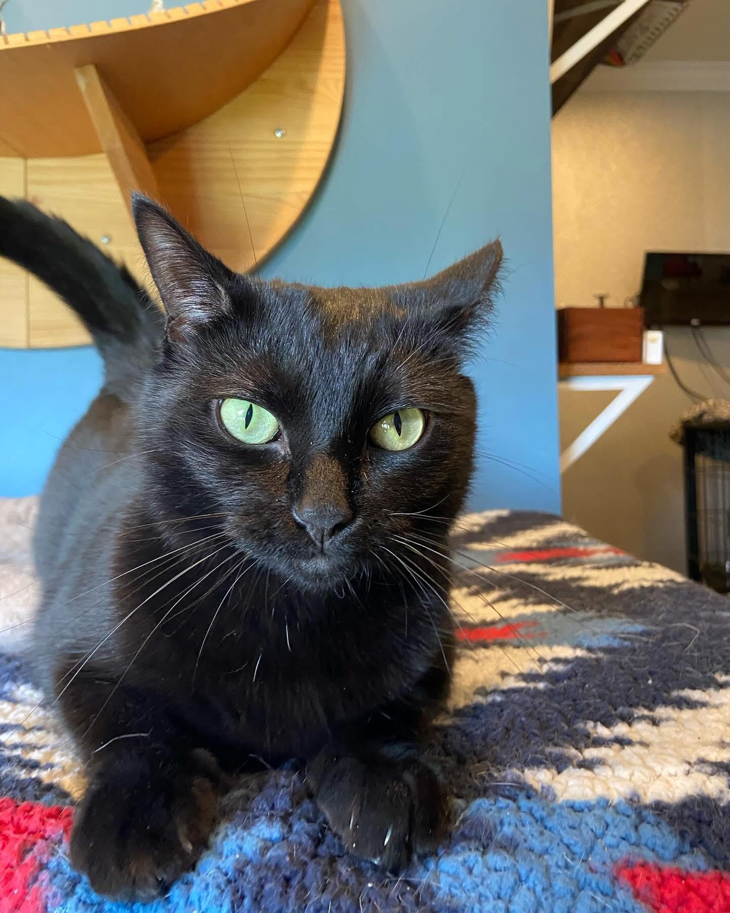 Midnight, Adult Female Domestic Short Hair