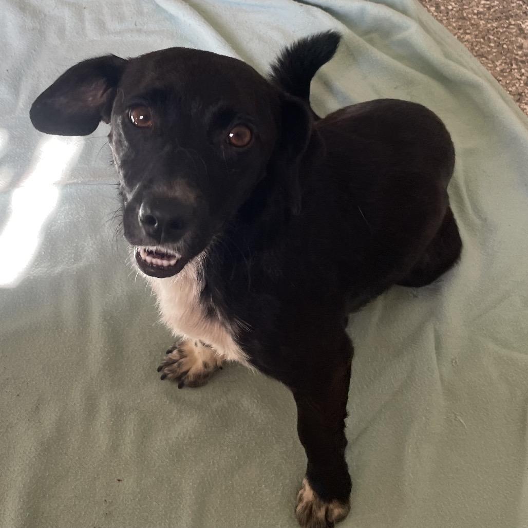 Negra, Adoptable, Young Female Dachshund.